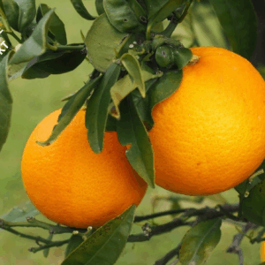 Kommande: Apelsiner från Grekland 2 kg