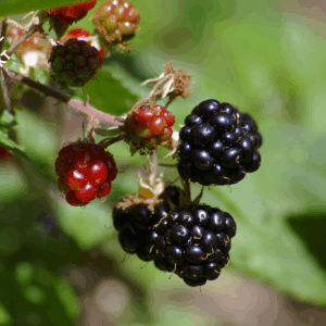 Kommande: Björnbär från Spanien 1kg