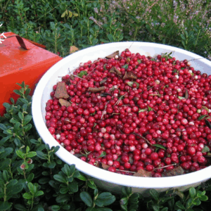 Kommande: Lingon från Sverige - 5 kg