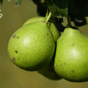 Kommande: Päron i påse 1 kg