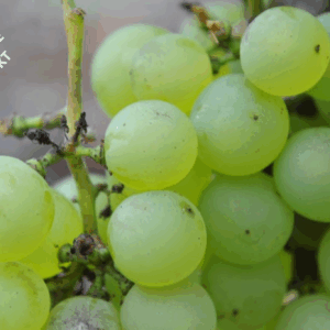 Kommande: Gröna vindruvor DORE 4,5kg kärnfria